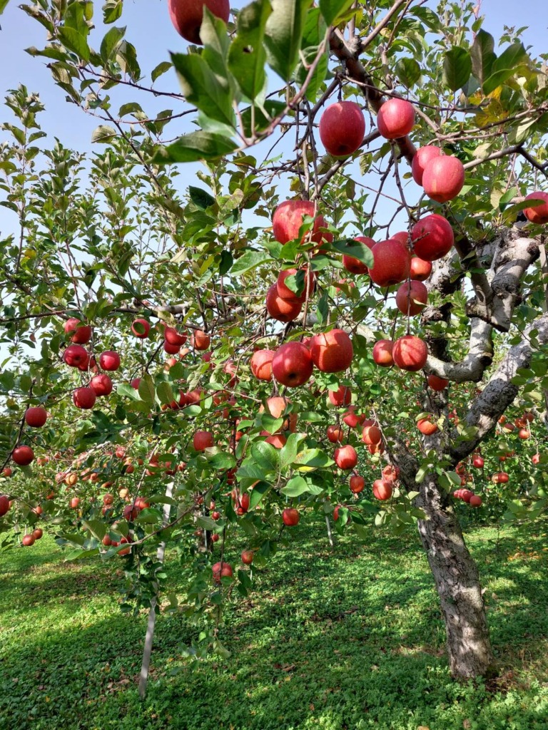 おさない農縁-りんご(ふじ)