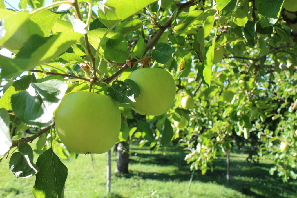 おさない農縁-りんご(とき家庭用)