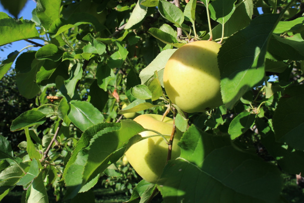 おさない農縁-りんご(とき贈答用)