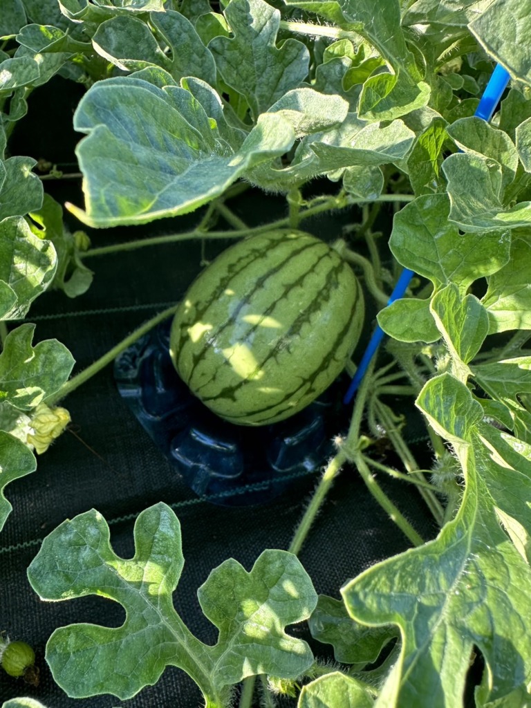 おさない農縁-りんご(小玉すいか)