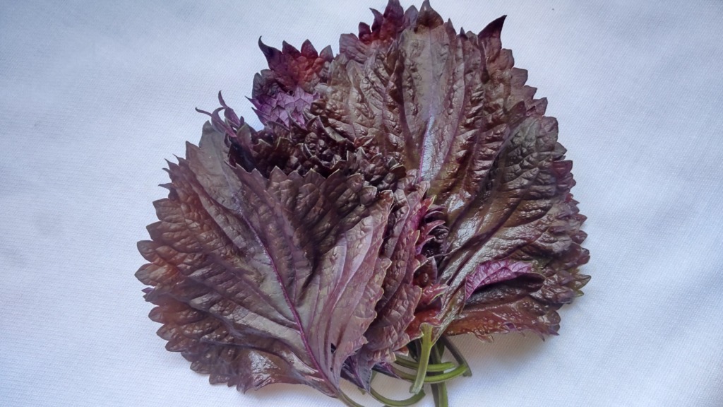 合同会社津軽の暮らしラボ(赤紫蘇)